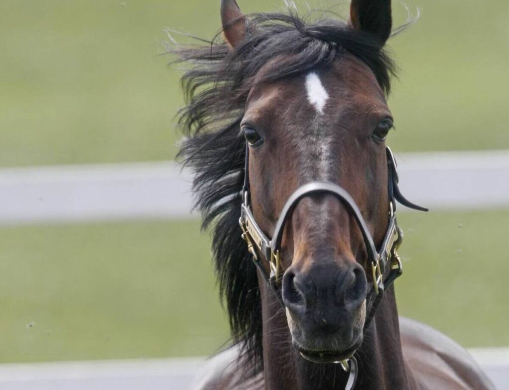 Se n’è andato il cavallo più forte di sempre: addio al Capitano che ha fatto sognare l’Italia intera Varenne, il puledro più vincente del trotto